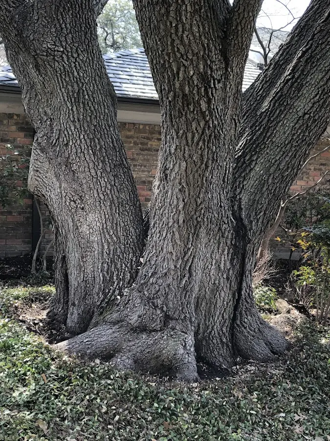 Mature heritage tree close to a Loretto property cared for by certified arborists